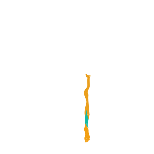 jeu en ligne d'apprentissage et de révision des dermatomes et territoires sensitifs